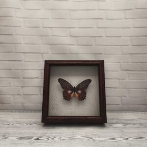 Купить Метелик в рамці Cethosia myrina