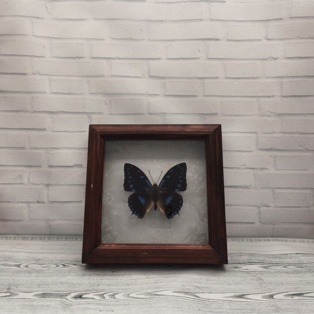 Метелик в рамці Charaxes ameliae
