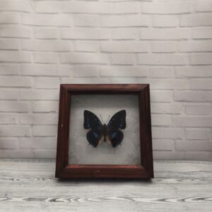 Купить Метелик в рамці Charaxes ameliae