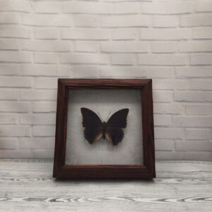 Купить Метелик в рамці Charaxes tiridates
