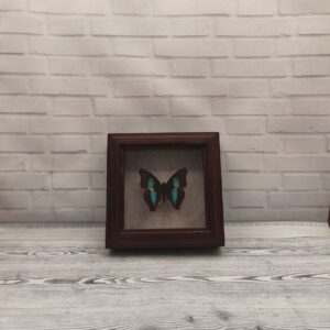 Купить Метелик в рамці Doxocopa cherrubina