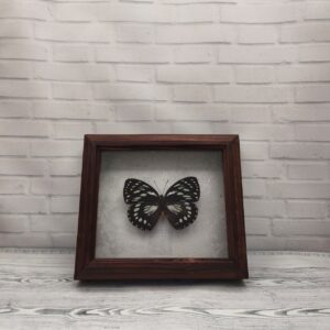Купить Метелик в рамці Euxanthe eurinome