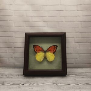 Купить Метелик в рамці Hebomoia leucippe