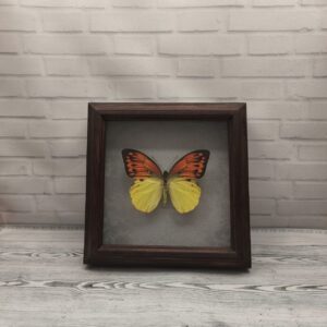 Купить Метелик в рамці Hebomoia leucippe