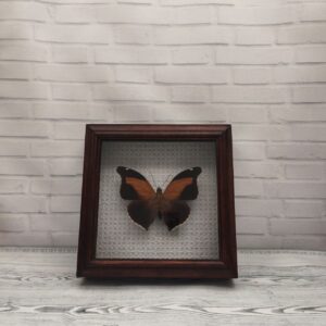 Купить Метелик в рамці Historis odius