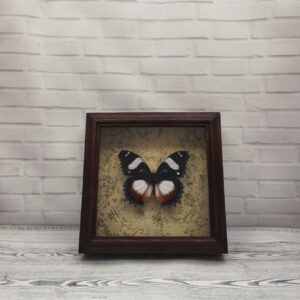 Купить Метелик в рамці Hypolimnas dexithea