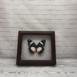 Купить Метелик в рамці Hypolimnas dexithea