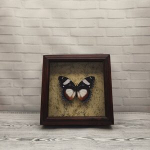 Купить Метелик в рамці Hypolimnas dexithea