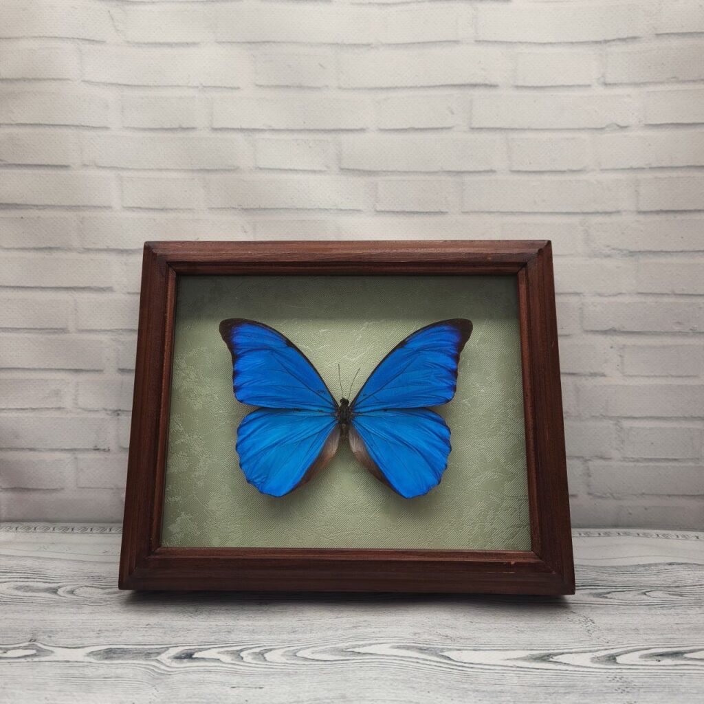 Метелик в рамці Morpho anaxibia