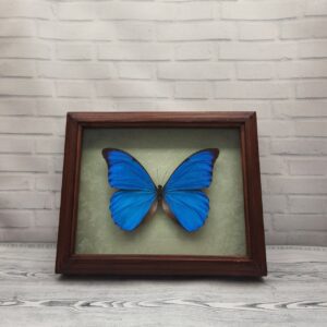 Купить Метелик в рамці Morpho anaxibia
