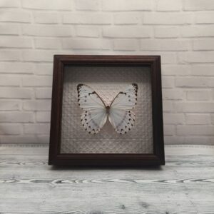 Купить Метелик в рамці Morpho catenarius