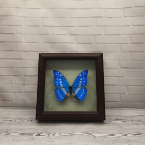 Купить Метелик в рамці Morpho cypris