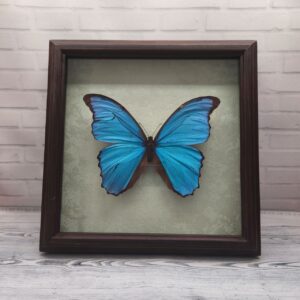 Купить Метелик в рамці Morpho didius