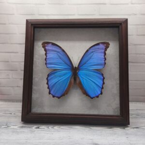 Купить Метелик в рамці Morpho didius