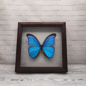 Купить Метелик в рамці Morpho didius