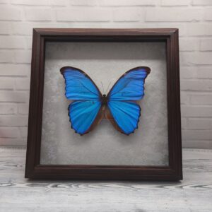 Купить Метелик в рамці Morpho didius