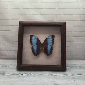 Купить Метелик в рамці Morpho marinita
