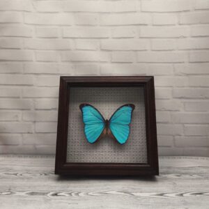 Купить Метелик в рамці Morpho menelaus
