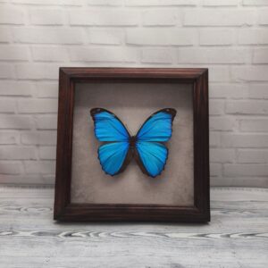 Купить Метелик в рамці Morpho menelaus
