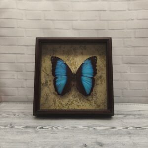 Купить Метелик в рамці Morpho neoptolemus