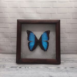 Купить Метелик в рамці Morpho neoptolemus