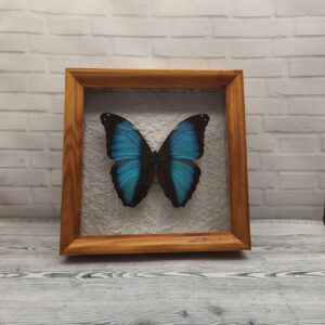Купить Метелик в рамці Morpho neoptolemus