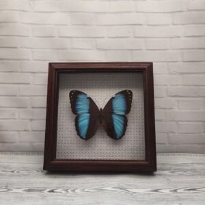 Купить Метелик в рамці Morpho patroclus