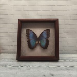 Купить Метелик в рамці Morpho peleides