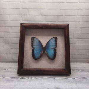 Купить Метелик в рамці Morpho peleides