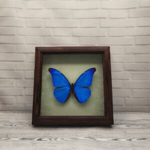 Купить Метелик в рамці Morpho rhetenor