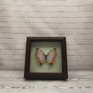 Купить Метелик в рамці Morpho sulkowskii f