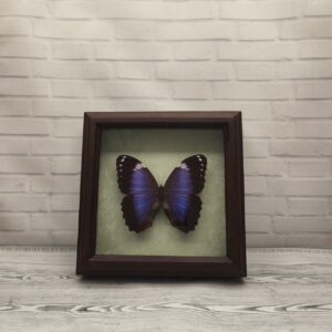 Купить Метелик в рамці Morpho violaceus