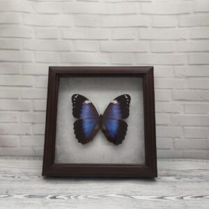 Купить Метелик в рамці Morpho violaceus