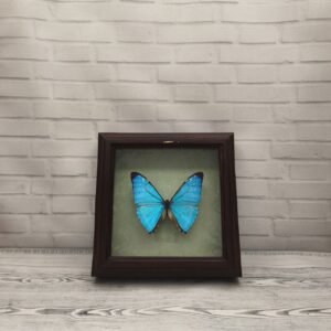 Купить Метелик в рамці Morpho zephyritis