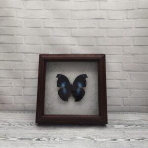 Купить Метелик в рамці Napeocles jucunda