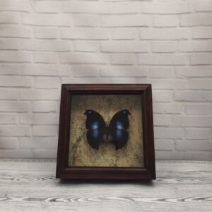 Купить Метелик в рамці Napeocles jucunda