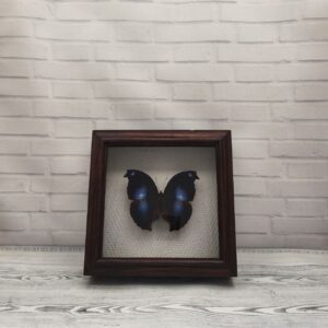 Купить Метелик в рамці Napeocles jucunda