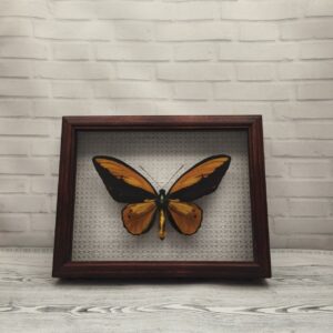 Купить Метелик в рамці Ornithoptera croesus m