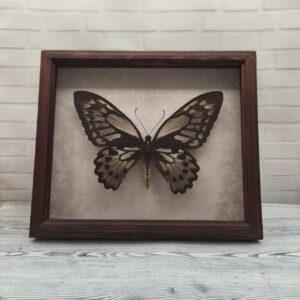 Купить Метелик в рамці Ornithoptera croesus  f