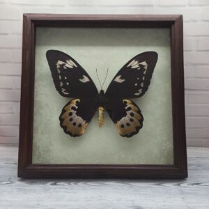 Купить Метелик в рамці Ornithoptera goliath f