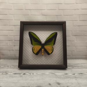 Купить Метелик в рамці Ornithoptera goliath samson m
