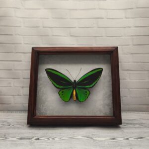 Купить Метелик в рамці Ornithoptera priamus priamus m