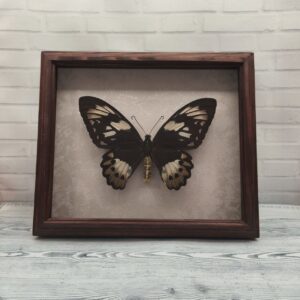 Купить Метелик в рамці Ornithoptera priamus  f