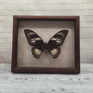 Купить Метелик в рамці Ornithoptera priamus  f