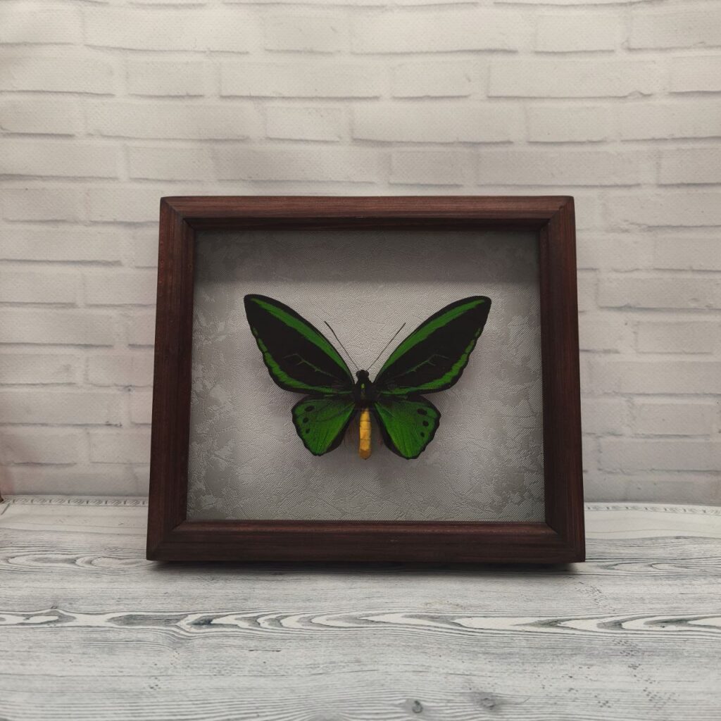 Метелик в рамці Ornithoptera priamus  m