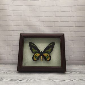 Купить Метелик в рамці Ornithoptera rotschildi m
