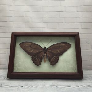 Купить Метелик в рамці Ornithoptera urvillianus f