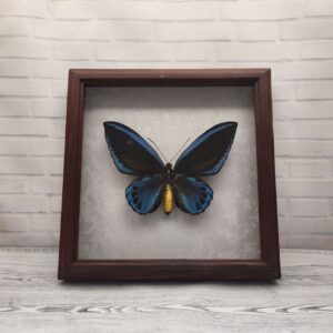 Купить Метелик в рамці Ornithoptera urvillianus m