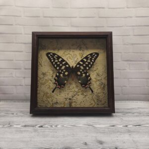 Купить Метелик в рамці Papilio antenor