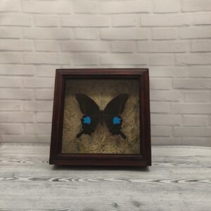 Купить Метелик в рамці Papilio arcturus